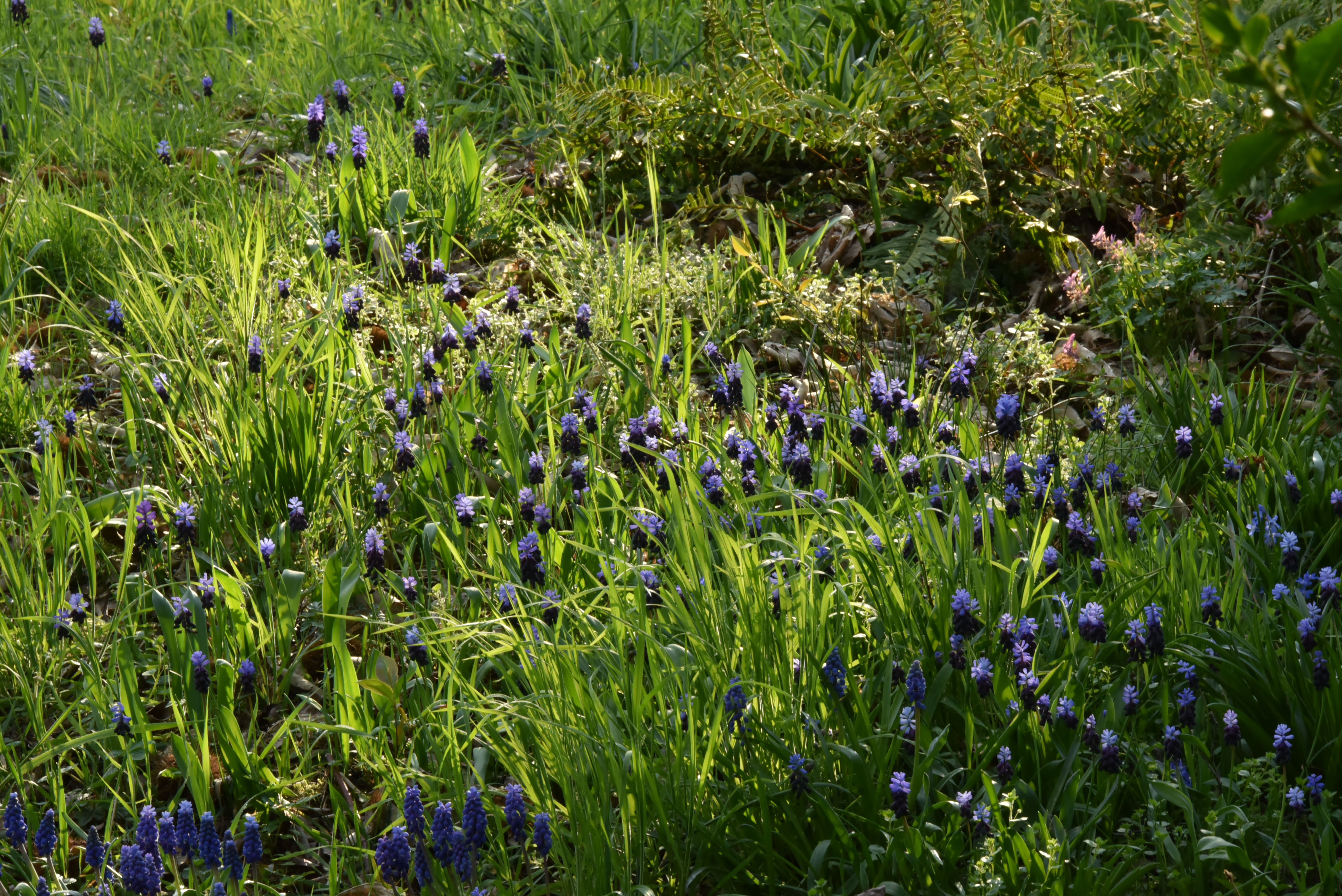 Muscari latifoliumBrede druifhyacint bestellen